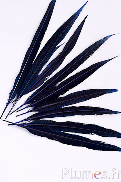 Faisan doré - 20-35 cm - bleu nuit